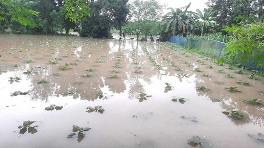 Downpour damages 370- hectare crop land in Rajshahi