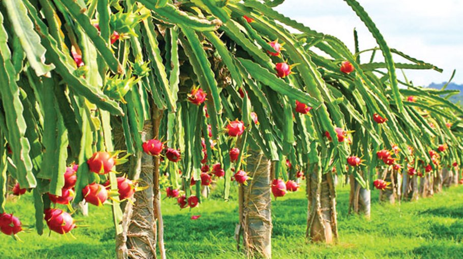 Dragon fruit farming gaining popularity in Jhenidah