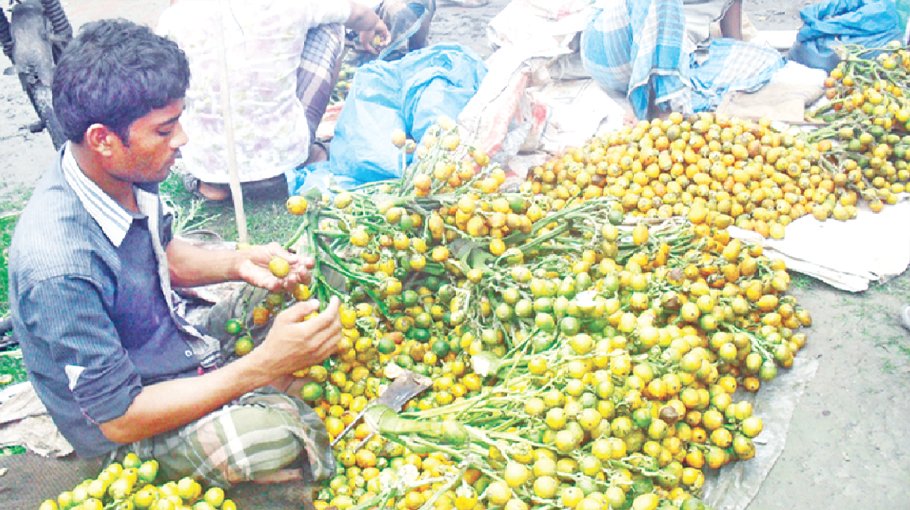 High yield, fair price bring smile to Satkhira betel nut growers