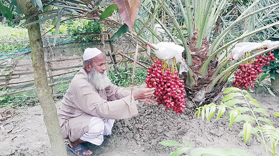 Bogura farmers see success in Saudi date farming
