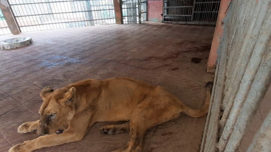 Lioness Nova of  Ctg  Zoo dies