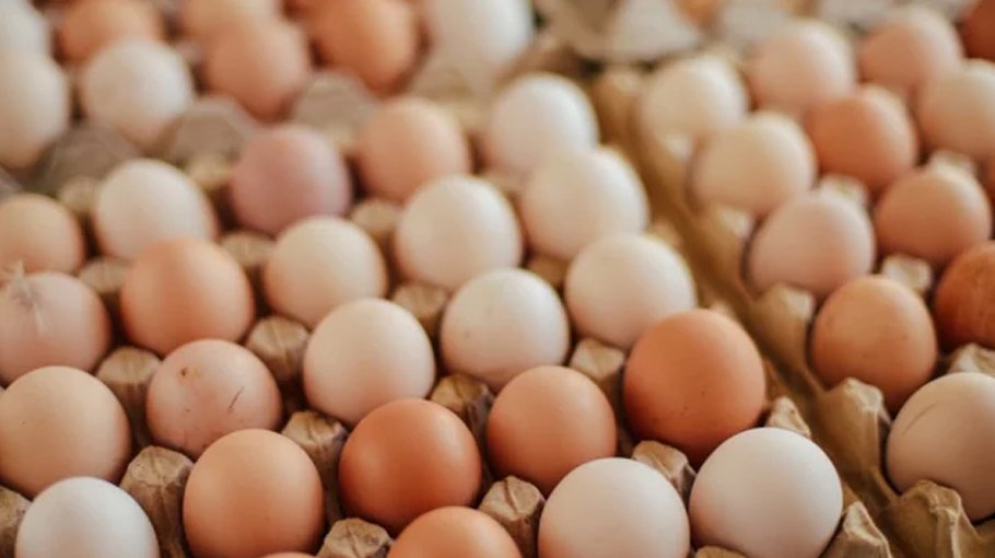 ‘Imported eggs to arrive within this week’ 
