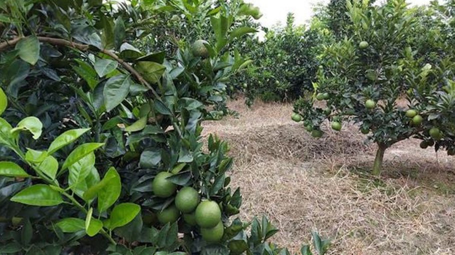 Citrus fruits farming infuses dynamism into Rajshahi’s economy