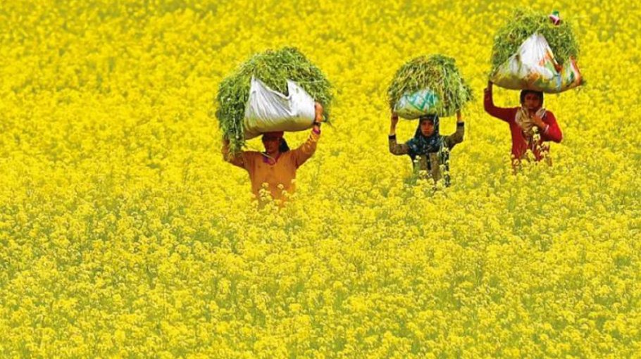 6,200 Gopalganj farmers to get incentive for mustard farming
