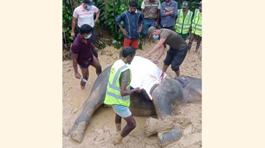 Elephant calf found dead in Ramu