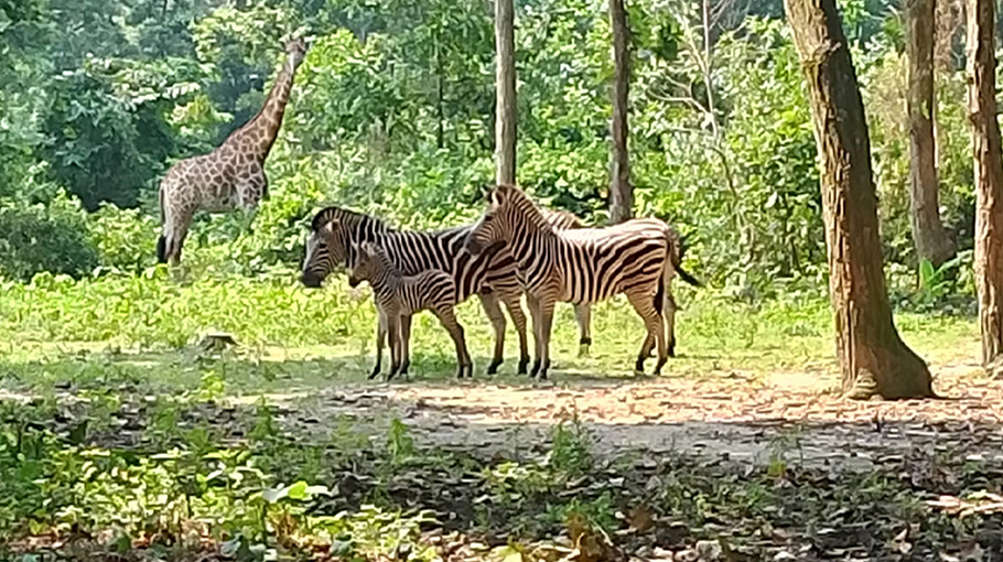 Safari Park Welcomes New Animal Cubs - Bangladesh Post