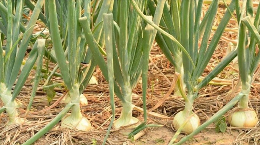 520 farmers to get incentive for onion farming  in Gopalganj