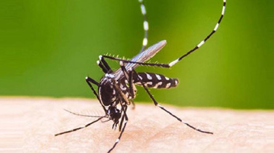 Dengue: 10 die; 1357 hospitalised   in 24hrs