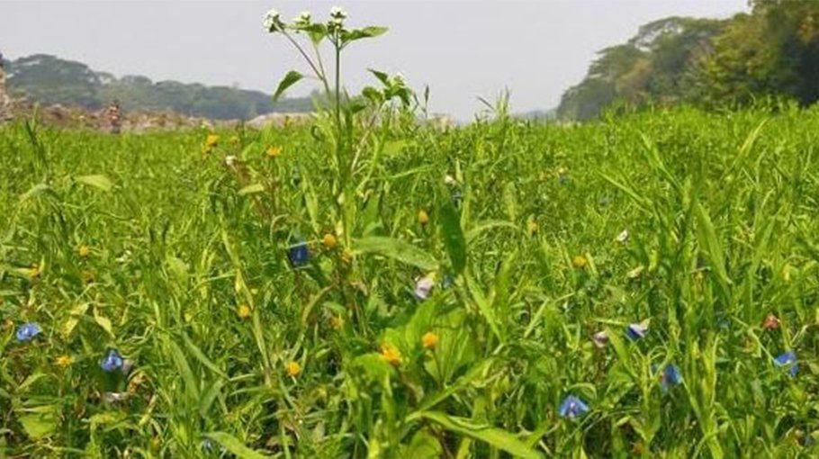 500 Gopalganj farmers to get  incentive for khesari farming