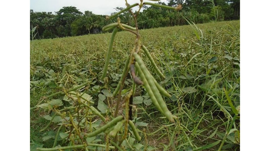 960 Gopalganj farmers to get stimulus for mung bean farming