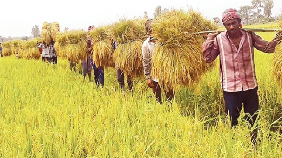 Govt to provide Tk 108cr stimuli for high-yield rice production