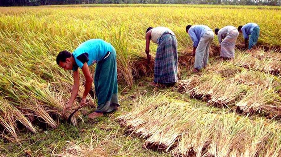 Bumper Aman Rice Yield Expected In Rangpur Bangladesh Post 0354
