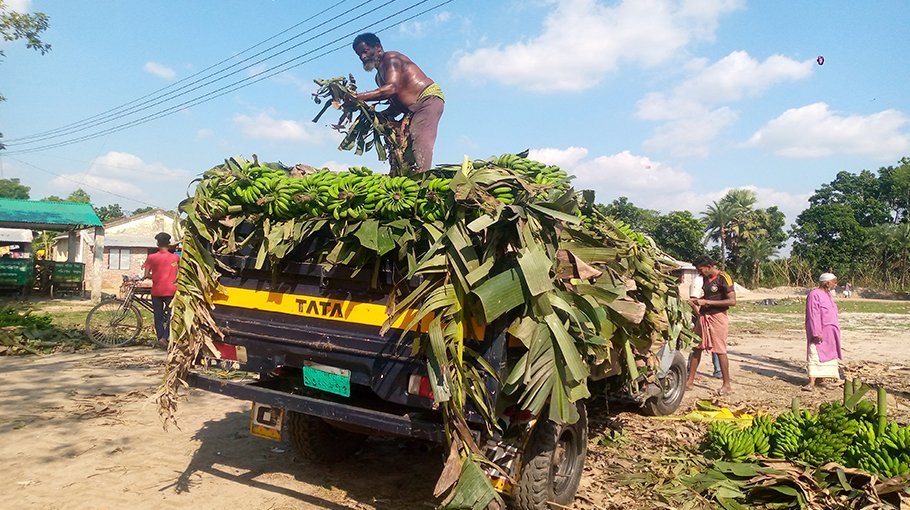 Jhenaidah banana farmers happy with yield, better prices