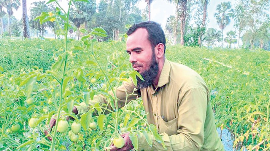 Early tomato farming gains momentum in Bogura