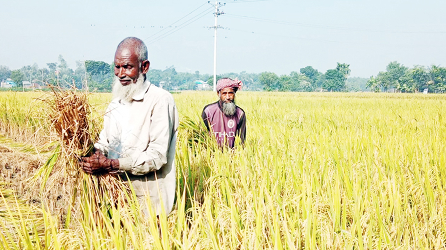 Farmers rejoice bumper Aman yield in Manikganj - Bangladesh Post