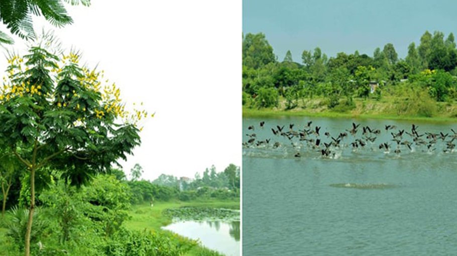 Re-excavated Bharardaho Beel regains heavenly look with chirping birds