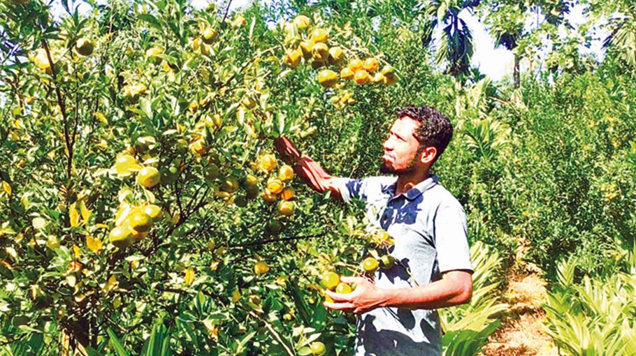 China orange variant farming gains popularity