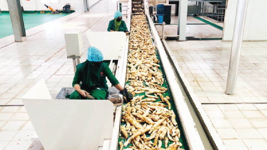 PRAN aims to procure 35000 tons of cassava this season 
