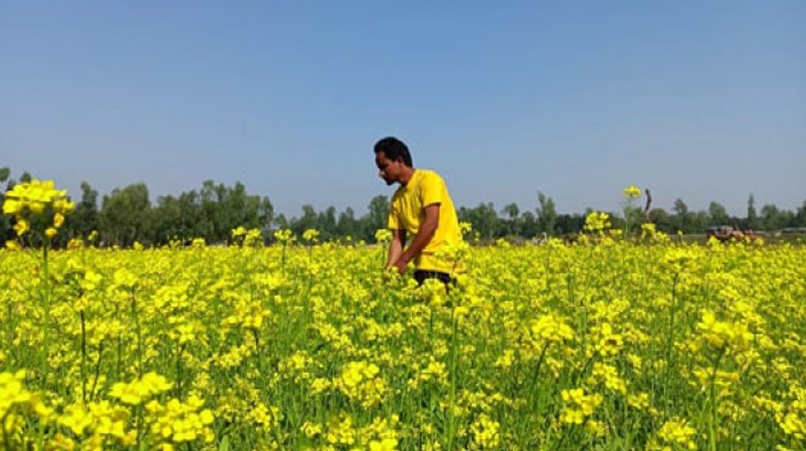 Mustard cultivation sees boom in Chilmari Bangladesh Post
