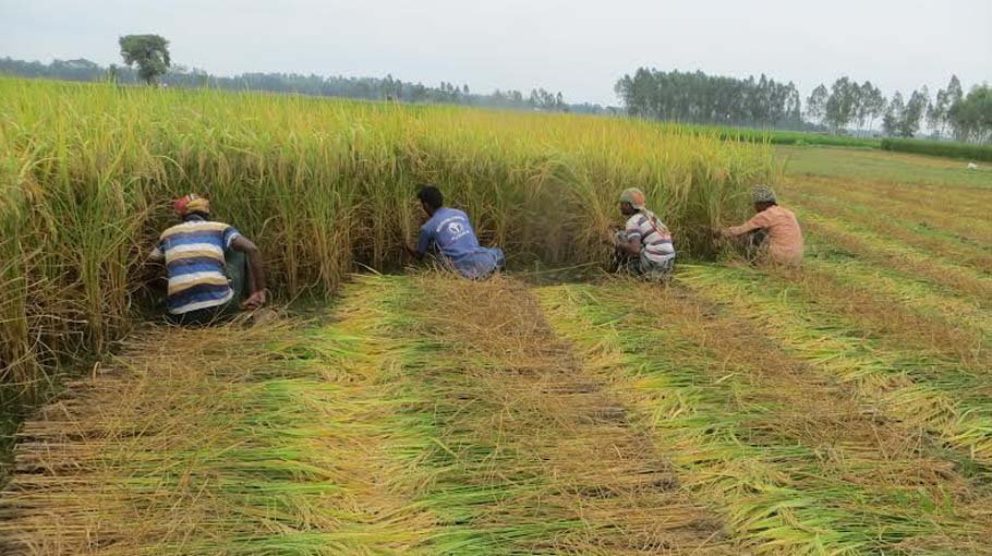 Aman harvest going on in full swing in Panchagarh