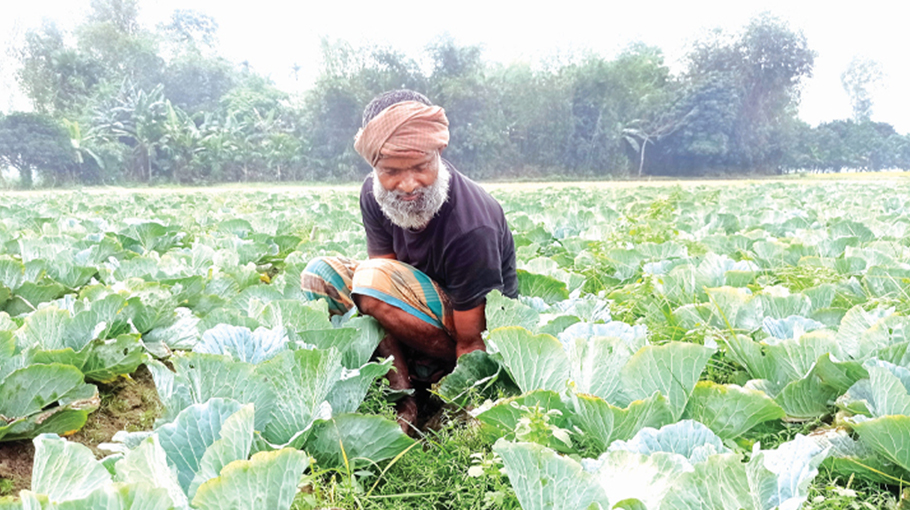 Bogura farmers see success in cabbage farming - Bangladesh Post