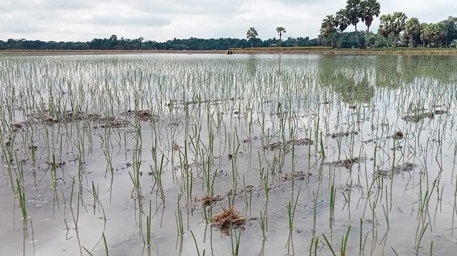 Heavy rain may affect onion production in Faridpur