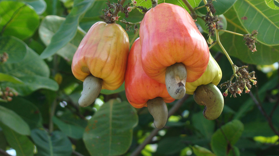 Cashews nut farming gains ground in Sherpur - Bangladesh Post