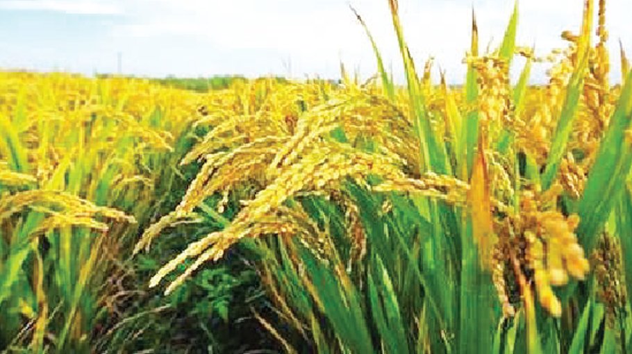 Govt to procure  2 lakh tonnes of  Aman rice