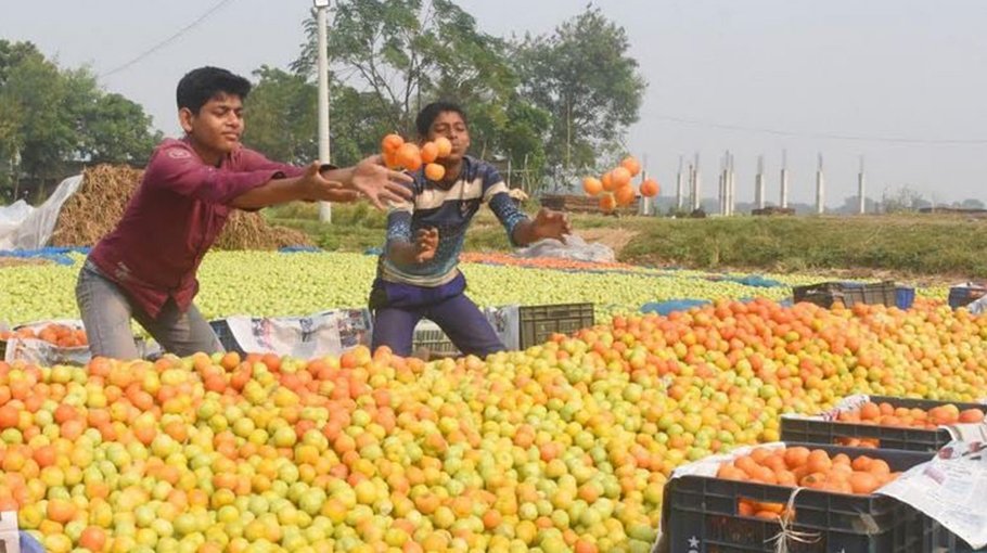 Barind farmers benefit from potato farming 