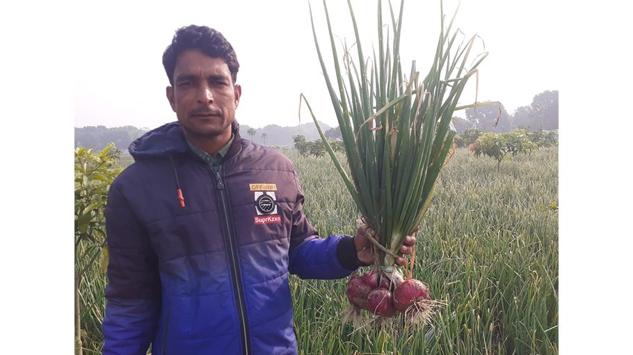  C’nawabganj farmers happy with summer onion yield, prices