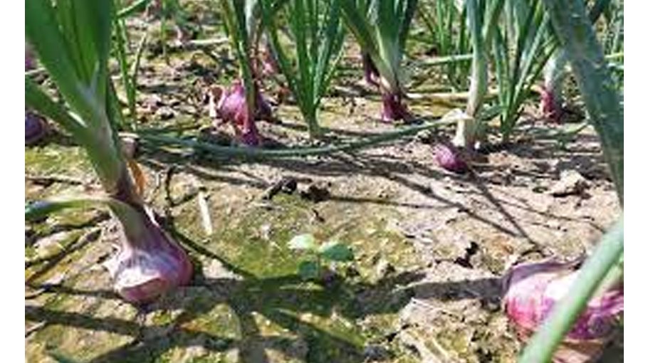 Bumper onion yield expected in Rajshahi