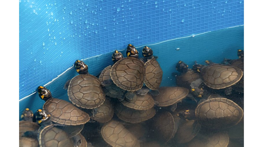 Peru seizes 4,000  Amazon turtles   at airport