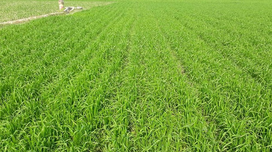 Target to produce  5.64 lakh tonnes wheat  in Rajshahi divn