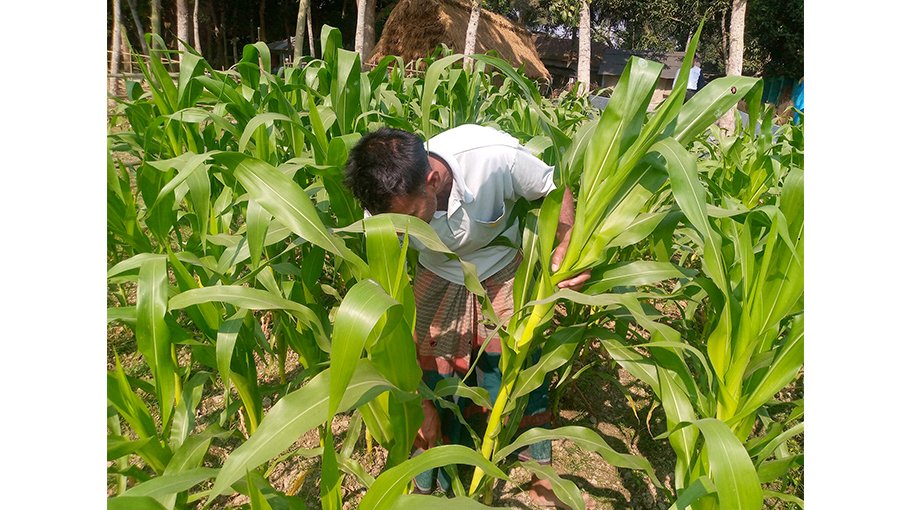 8,820 maize farmers get  incentives in Jhenaidah