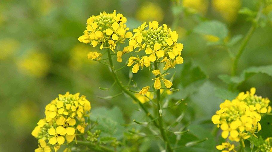 55573 tones mustard likely to be produced in Jamalpur
