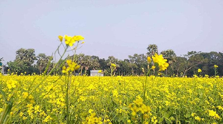 Khulna farmers expect bumper mustard yield 