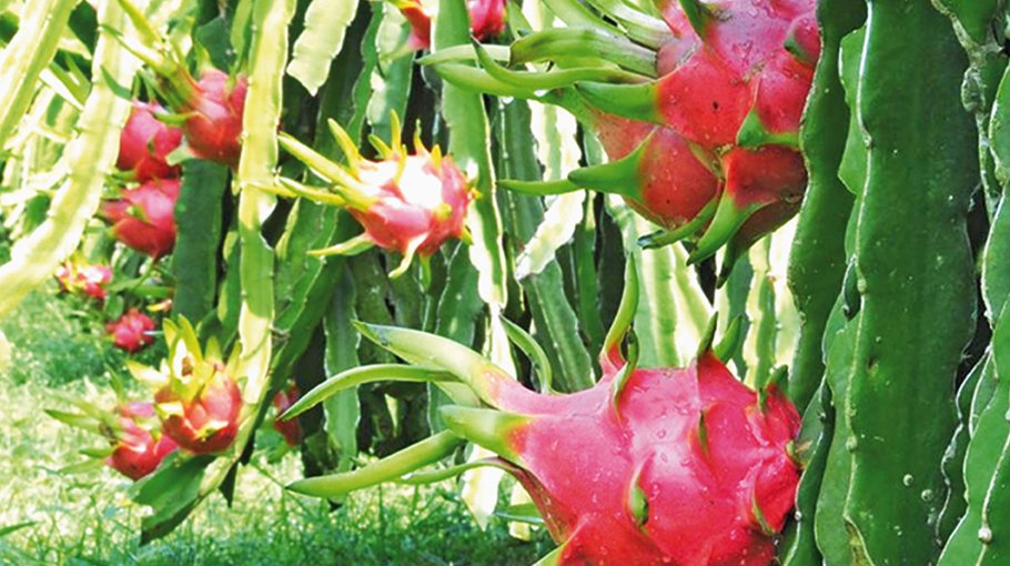 Bogura youths become self-reliant thru dragon fruit cultivation