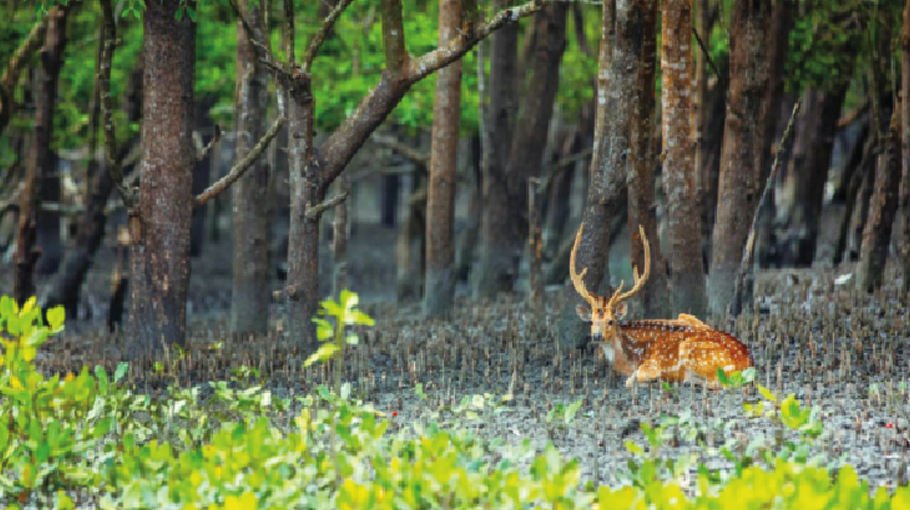 Govt initiatives help improve Sundarbans ecosystem, biodiversity ...