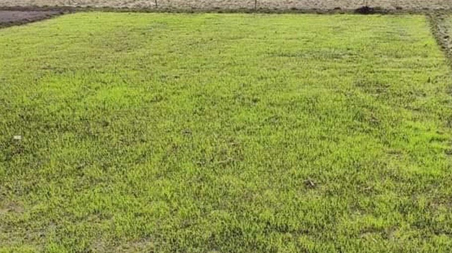 Seedbed preparation goes on to produce Boro seedlings