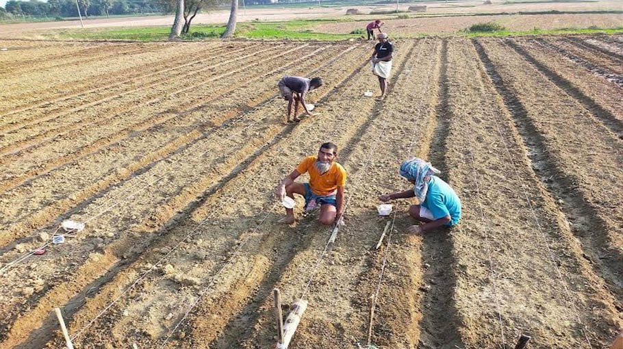 Target to produce  39.08 lakh tonnes of potato in Rajshahi division