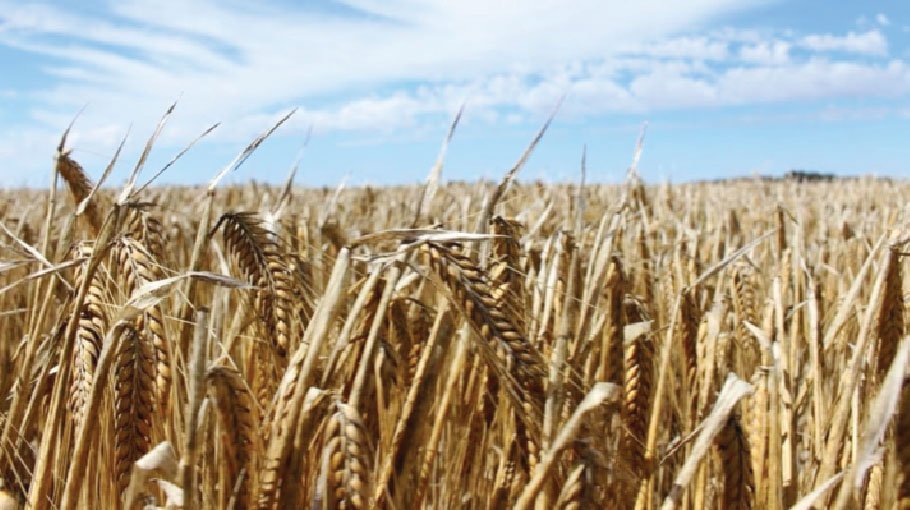 Chinese appetite for Australian barley is back