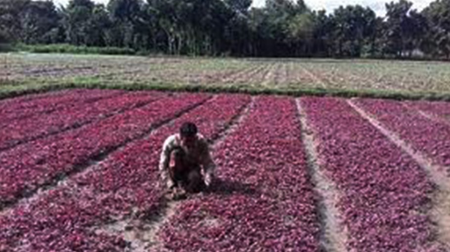 Target to produce 12.96 lakh tonnes  of winter vegetables in Rajshahi 