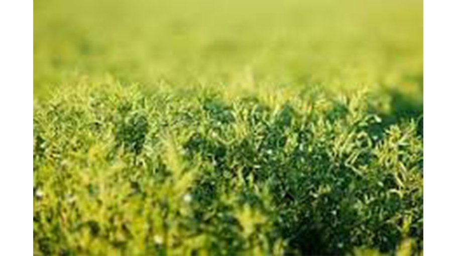 54,101 tonnes of lentil yield expected in Rajshahi 