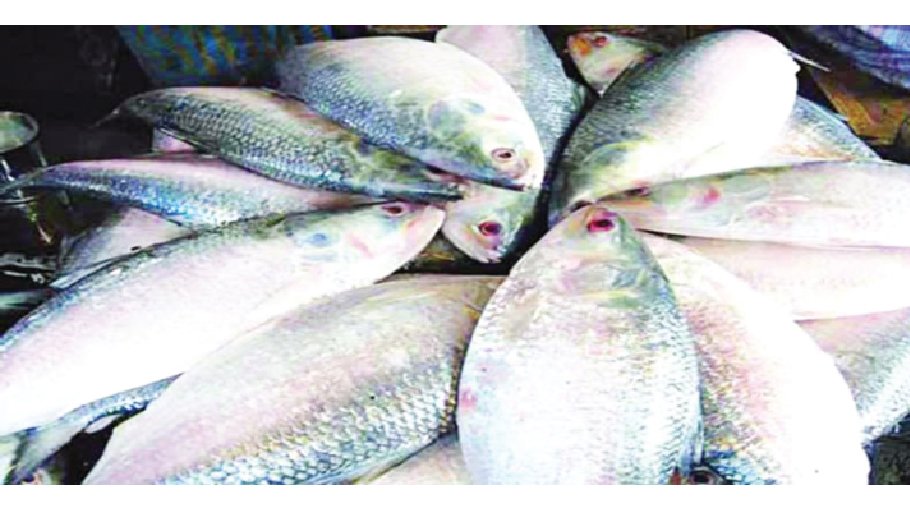 Hilsa production doubles in 15 yrs  