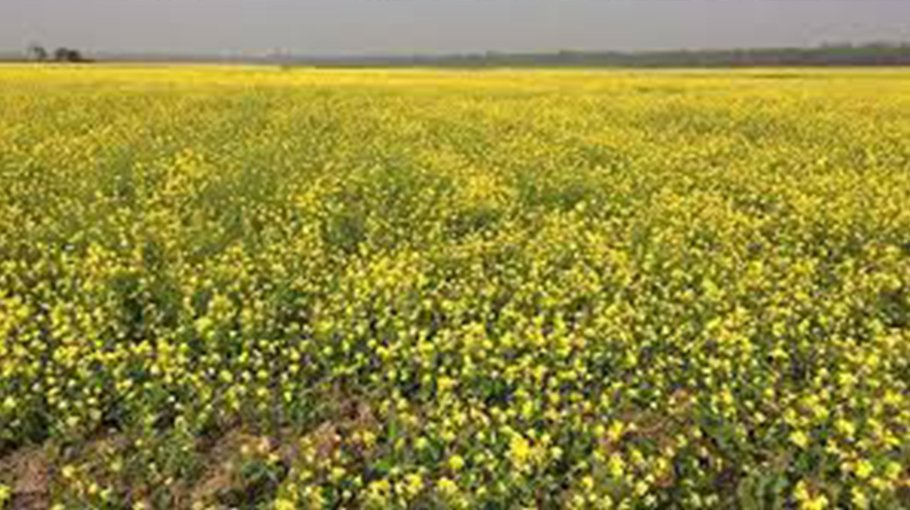 Bumper mustard output likely in Manikganj