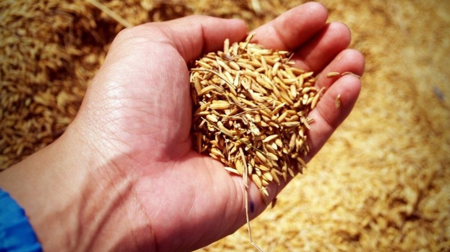Quality seed imperative to boost agri production