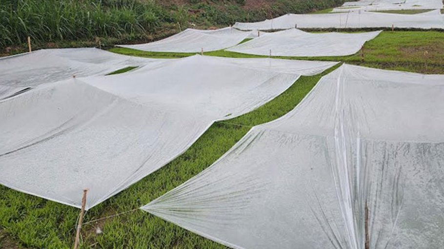 Foggy weather may damage Boro seedbeds in Rajshahi