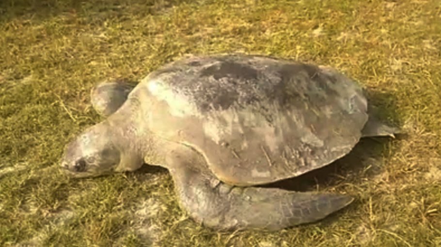 Rescued rare   turtle released   in Bhola