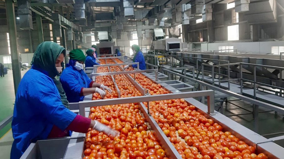PRAN to procure 20,000 tonnes of tomato this season 