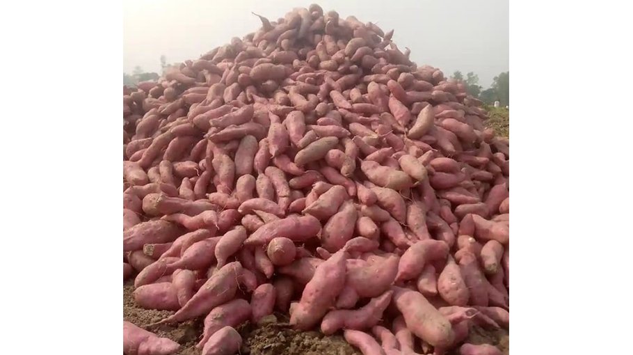 29,510 tonnes of sweet potato likely to be produced in Jamalpur 